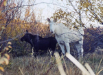 Moose 12